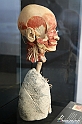 VBS_2701 - Vie respiratorie - Mostra Body Worlds